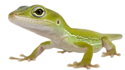Green Anole