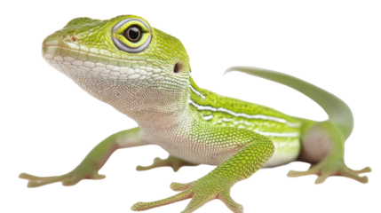 Green Anole