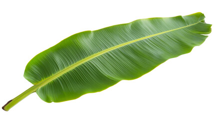Obraz premium Green banana leaf