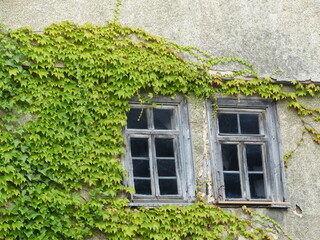 Begr&uuml;nte Fassade eines alten Wohnhaus mit Sprossenfenster im Sommer in Wettenberg Krofdorf-Gleiberg bei Gie&szlig;en in Hessen	