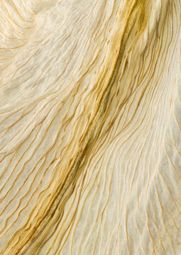 Macro view of a decaying lily petal highlighting texture details