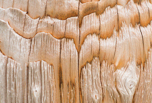 Textured bark of a Chinese red birch, Betula albosinensis