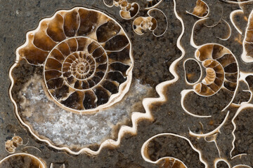 Intricate patterns of ammonite fossils captured in stone