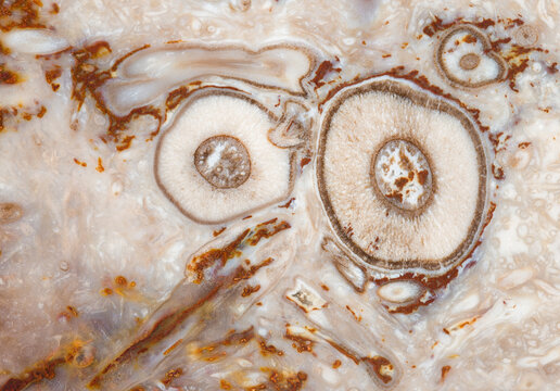 Detailed view of ancient stone texture with fossil patterns