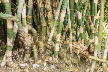 Close up of a bamboo forest background	