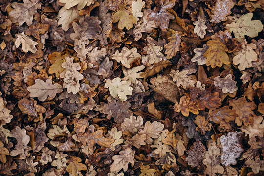 Autumn oak leaves creating a natural textured pattern