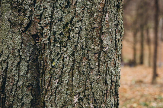 Close-up of textured tree bark with rich earthy tones