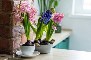 Spring gardening mood. Festive easter simple home decorations. A group of beautiful colourful bright pink and purple blooming bulbous hyacinths in a metal pot on a table in the kitchen. 