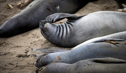 Wildlife scene at Elephant Seal Vista Point, San Simeon, California