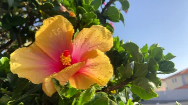 Yellow hibiscus flower close up,Tenerife,Canary Islands,Spain. Common name are Jasvandi, Gurhal, Chinese hibiscus, Shoe flower, Mandaram. 