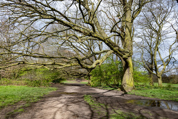 Walking on Parliament hill and urban park Hampstead Heath with old oak frees, hills and view points, North London, UK