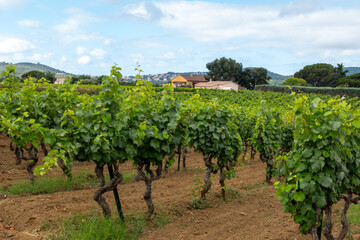 Rows of wine grapes plants on vineyards in south of France near Saint-Tropez and Gassin, rose wine making