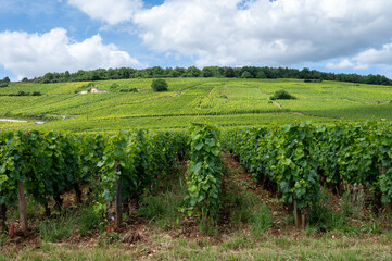 Green grand cru and premier cru vineyards with cross and rows of pinot noir grapes plants in Cote de nuits, making of famous red and white Burgundy wine in Burgundy region, Vosne-Romanee village