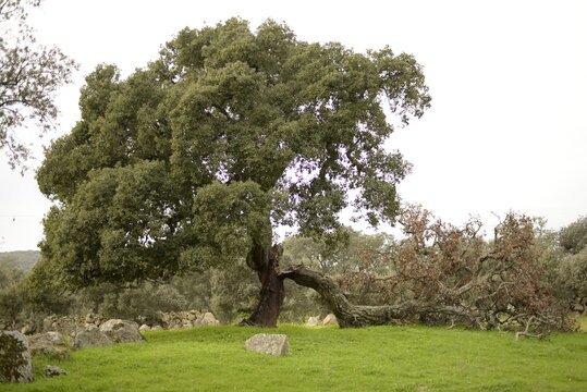 &Aacute;rbol partido.