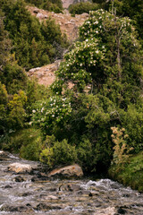 a tree with white flowers stands above a mountain river, landscape of a mountain valley, vertical photo