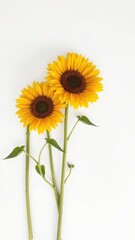 Fototapeta premium Three vibrant sunflower blossoms with long green stems and leaves set against a clean white backdrop, decoration, organic
