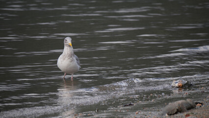 Seagull at Kilby Park Campground during a fall season in Harrison Mills, British Columbia, Canada