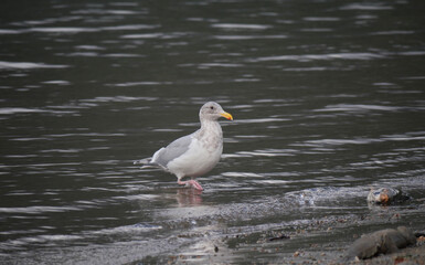 Seagull at Kilby Park Campground during a fall season in Harrison Mills, British Columbia, Canada