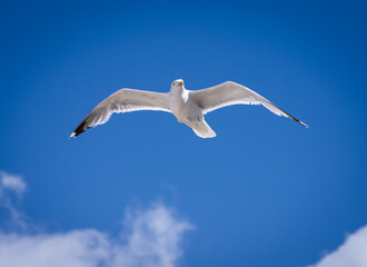 Obraz premium flying free bird in blue sky