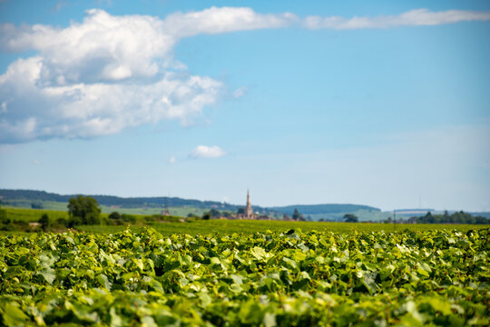 Vineyards around Puligny-Montrachet village, Burgundy, France. High quality white dry wine making from Chardonnay grapes on grand cru classe vineyards