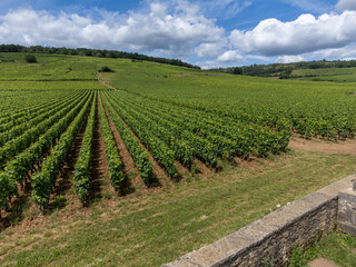 Green grand cru and premier cru vineyards with cross and rows of pinot noir grapes plants in Cote...