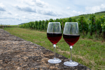 Tasting of red pinot noir wine on grand cru vineyards with cross and stone walls in Cote de nuits, making of famous red and white Burgundy wine in Burgundy region, Vosne-Romanee village