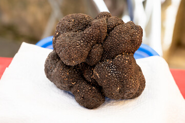 Winter truffle fair in Sarlat-le-Caneda, Perigord Noir, Dordogne, one huge black winter truffle,...