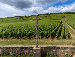 Green grand cru and premier cru vineyards with cross and rows of pinot noir grapes plants in Cote de nuits, making of famous red and white Burgundy wine in Burgundy region, Vosne-Romanee village