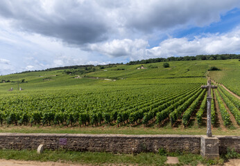 Green grand cru and premier cru vineyards with cross and rows of pinot noir grapes plants in Cote...