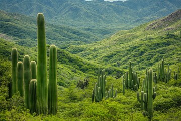 Lush Cactuses in Abundant Greenery Under the Vivid Daytime Sky of Jalpa, Guanajuato, Mexico