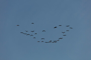 Flock of geese in flight, forming a loose heart shape against a pale blue sky.  A beautiful avian display.