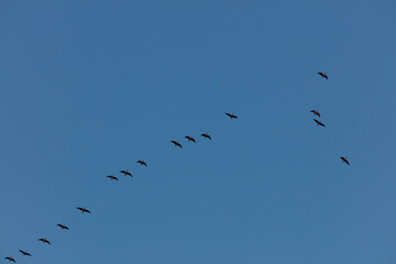 Silhouetted birds, likely geese, fly in a diagonal formation against a clear blue sky.  A flock in flight.