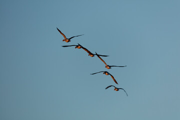 Five geese soar against a pale blue sky.  Birds in flight, clear sky.