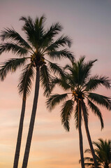 Obraz premium A line of tall, graceful palm trees swaying in a gentle breeze, set against a warm, pastel-colored sky during golden hour. The textures of the trunks and fronds are in sharp focus, adding depth to the