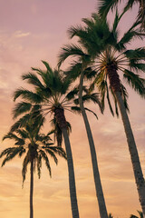 Obraz premium A line of tall, graceful palm trees swaying in a gentle breeze, set against a warm, pastel-colored sky during golden hour. The textures of the trunks and fronds are in sharp focus, adding depth to the