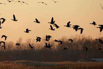 Silhouetted geese in flight at sunset over a field.  A large flock.
