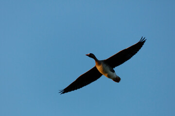 A greylag goose soars through a clear, light-blue sky.  Bird in flight against a vast backdrop.