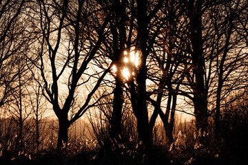 Silhouetted trees at sunset, sunbeams piercing through branches.  Golden light filters through bare winter trees.