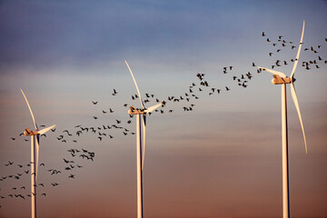 Flock of birds in flight around wind turbines.  A beautiful sunset sky.  Renewable energy and...