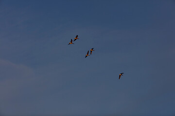 Four birds, likely geese, soar against a clear, twilight-toned sky.  A tranquil scene of avian flight.