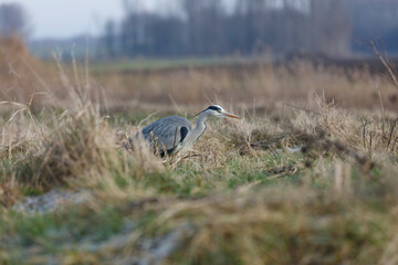 Grey heron (Ardea cinerea)  stealthily positioned amidst tall grass.  Focus on bird, blurred...