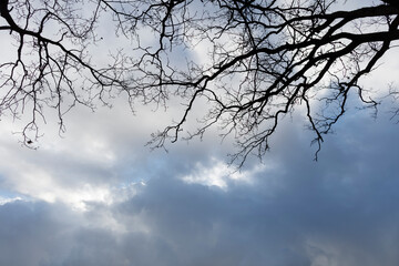 Bare tree branches against a cloudy sky.  A muted light suggests an overcast day.