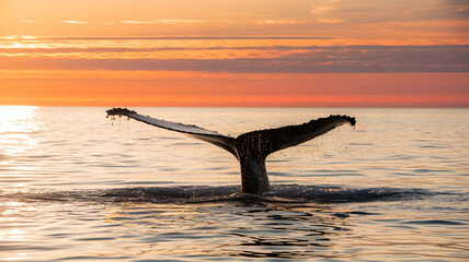 Fototapeta premium whale shows its tail at sunset