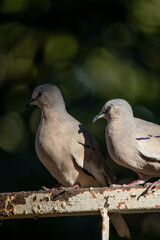 The picui dove, popularly known as the pajeú dove, São José dove and white dove, is a species of bird in the Columbidae family.