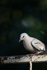 The picui dove, popularly known as the pajeú dove, São José dove and white dove, is a species of bird in the Columbidae family.