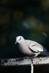 The picui dove, popularly known as the pajeú dove, São José dove and white dove, is a species of bird in the Columbidae family.