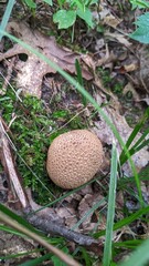 Puff ball mushroom