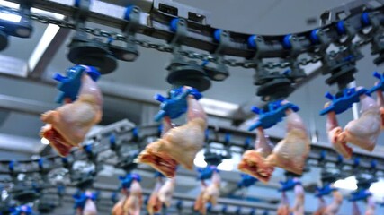 Conveyor belt moves the chicken legs. Low angle view at the automatic line transporting poultry.