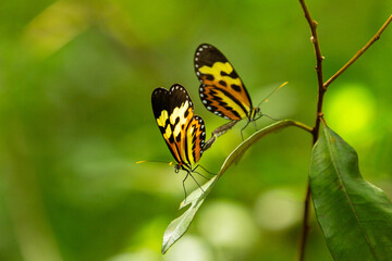 Close up em duas borboletas se acasalando empoleiradas em uma folha.