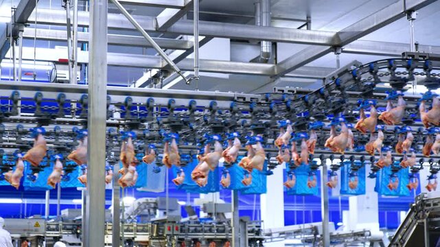 Chicken meat quarters move on the conveyor belt. Automatized line working at the modern food factory.